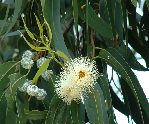 eucalyptus-globulus_.jpg